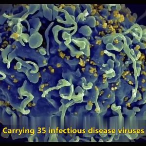 [Rats die outdoors and dont need to be cleaned up] rat repellent mouse repellent mothball for rat mouse killer rat killer mice repellent penghalau tikus ubat tikus paling kuat mati 老鼠驱赶器 halau tikus