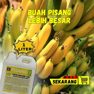 Pupuk Berkualitas Tinggi untuk Pisang
