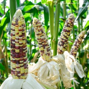 BIJI BENIH JAGUNG PULUT PELANGI JUTAWAN F1 ( REPACK )