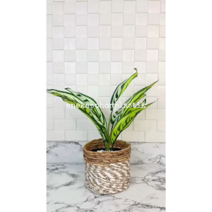 Pohon Hias Artificial Daun Callathea X9 Cover Pot Seagrass Coklat Mini Hiasan Meja Ruang Tamu