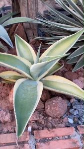 Agave guiengola (Creme Brulee) อากาว่า เกวนโกล่า ด่างขอบ (ต้นเล็ก) ส่งแบบเคาะดินออก