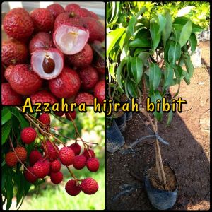 bibit buah leci merah/tanaman leci cangkok jaminan asli