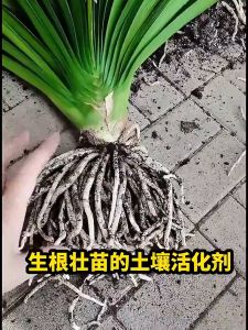200g 土壤活化剂Soil Activator Promote Rooting Soil Remediation Promote Fruiting 土壤活化剂土壤活化宝微生物矿源黄腐酸钾菌肥调理土壤板结松土精