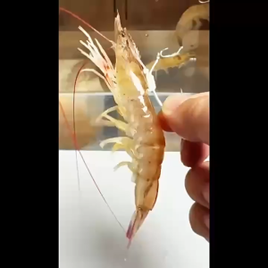 BHQ Luminous Live Shrimp Fishing Hook Anti-entanglement Sharp Barbed Mata Kail Pancing 5/10PCS