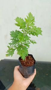 [Cây dược liệu] Chậu cây ngải cứu tốt xương khớp-Vườn Minh Khương