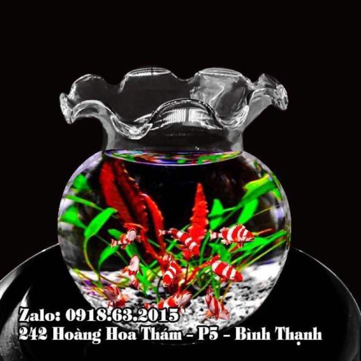 BÌNH THỦY TINH NUÔI CÁ ĐỂ BÀN B3 [D10 x H12xm],CHẬU CÁ THỦY TINH MINI ...