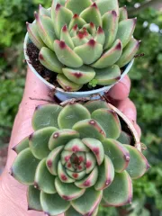 Echeveria Claudia Rose Succulent 克罗地亚玫瑰諁多肉植物Succulent