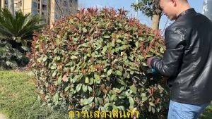 Makita 199Vf เลื่อยตัดแต่งพู เครื่องตัดแต่งกิ่งไม้ เลื่อยแต่งพู ระบบสวิทซ์คู่ ใบมีดสองคม สตาร์ทง่าย การตัดแต่งสนามหญ้า ใบมีดคม