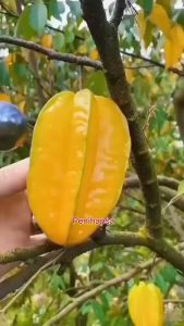 Bibit Belimbing Madu Jumbo Super Okulasi