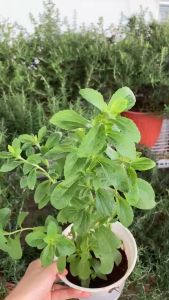 Cây Cỏ Ngọt Stevia JUN GARDEN Tốt Cho Giảm Cân Ti.Ể.U Đường Dùng Thay Đường Hàng Ngày Kèm Cách Trồng Cây Cỏ Ngọt