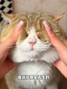 💯现货-Pet Eye Wet Wipes 200pcs 宠物消毒湿巾去眼垢 猫咪狗狗擦眼部清洁