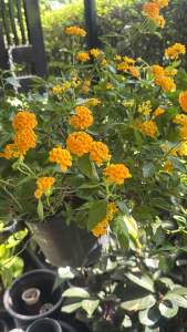 #ผกากรองเหลืองเลม่อน หรือ #เลมอนมาริโกลด์ (Lemon Marigold) เป็นไม้พุ่มขนาดเล็ก ดอกสีเหลืองสด มีกลิ่นหอมทั้งดอกและใบ. เป็นไม้ประดับที่ทนแล้งได้ดี และมีกลิ่นหอมที่ช่วยให้รู้สึกผ่อนคลาย.