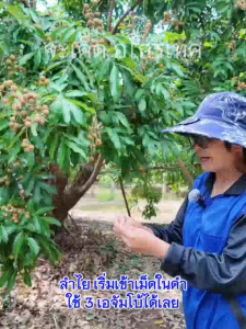 สร้างเนื้อ สร้างสี ขยายผลโตกับจะเด็ด สูตร 3เอจัมโบ้ อาหารพืชทางใบเพื่อขยายผล ขั้วเหนียว ป้องกันผลแตก 1 แกลลอน 4000 ซีซี