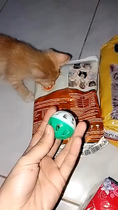 Bola Mainan Kucing Bunyi Bola Kerincing Kucing Musang Otter Pet Toys