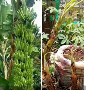 Bibit pisang penjalin atau pisang Rotan siap tanam
