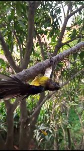 Pulut Burung/Lem Burung Dari Getah Karet Asli Super Lengket 20gram-1kg
