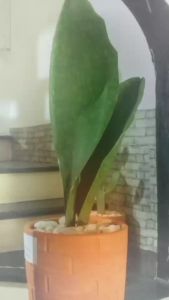 ครีบปลาวาฬ(สายพันธ์ลิ้นมังกร)ไม้มงคลสูง50เซนต์SAMSE-VIERIA/ Masons Congo Sansevieria · Sansevieria masoniana