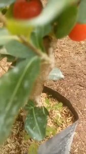 Bibit Buah Cherry Vietnam Siap Berbuah