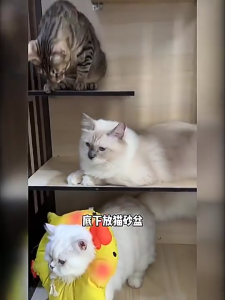 Luxury Cat Villa Multi-Level Separation Design Scratch-Resistant Solid Wood For Multiple Cats Indoor