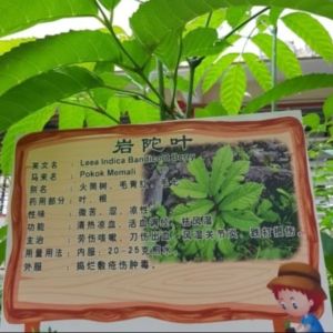 新鮮的岩陀叶/fresh leaves of Leea Indica/Daun segar Memali(100g)