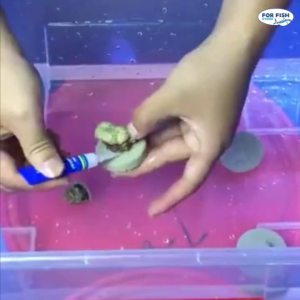 กาวติดไม้น้ำ 5กรัม กาวติดมอส กาวติดต้นไม้ กาวติดใต้น้ำได้ ติดมอส ติดหิน ติดขอนไม้ Aquarium Instant Glue