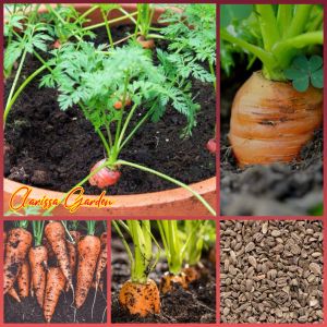 BIJI/BENIH TANAMAN WORTEL LOKAL