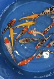 JAPAN KOI LOCAL BREED size 5-7”  15pcs COMBO at 1388 + FREE SHIPPING