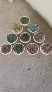 Combo 10 hoa Tuylip ngẫu nhiên