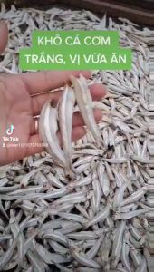 1KG CÁ CƠM  THỊT MỀM DẺO LOẠI 1  CÀ MAU