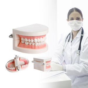 Model Gigi Dental Teaching: Manfaat dan Cara Penggunaannya