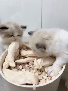 Snack Kucing Freeze Dried Cat Treats Pengeringan Beku Cemilan Kucing Daging Sehat dan Lezat Anabul