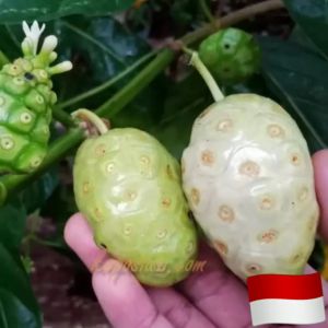 BUAH MENGKUDU 1KG SEGAR FRESS BUAH NONI BUAH PACE OBAT HERBAL ALAMI