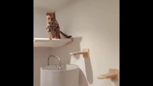 Cat Wall Shelves - 2 Steps Scratch Post & Hammock Bed Climbing Shelf for Indoor Cats Playing Climbing Tree Tower  Accessories