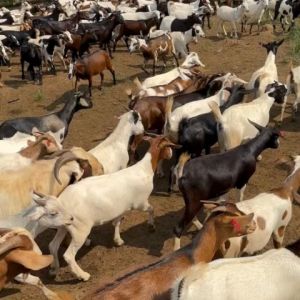 Vitamin Penggemuk Kambing Suplemen Ternak Kambing Pakan Penggemuk Kambing Bibit Pakan Kambing