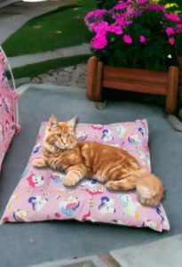 Tenda kucing lipat motif karakter rumah kucing anabul
