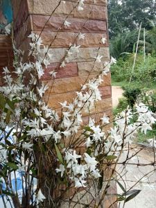 เอื้องมะลิกอใหญ่(นกกระยางขาว)