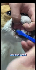 Soft Bristle Dual End Pet Tooth Brush Dog Cat Daily Oral Care Cleaning Tool