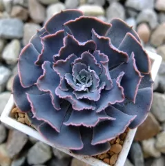 多肉植物  ❤️マディバ ❤️ 饺子皮❤️1大頭15cm拔キ苗 Echeveria Madiba Succulent 3cm Without Pot 马帝巴/ 饺子皮