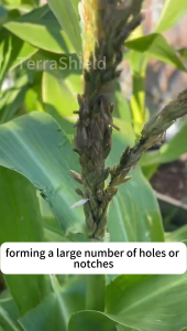 Piercing-sucking pest killer Botanical insecticide spray Vegetable insecticide Rice insecticide Systemic insecticide Long-term crop protection