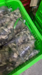 Hàu dữa hàng tươi cấp đông - đủ 1kg (hoả tốc giao)