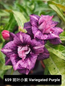 Adenium Obesum Bonsai ID 659 Variegated Purple 斑叶小紫 富贵花