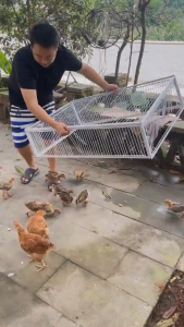 chicken coop/Pigeon Trap Cage Encrypted Belief Sky Cage Only Inside Dove Field Active Hit Door Catch