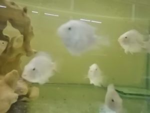 Platinum white parrot fish / 钯金鹦鹉鱼 2-3cm