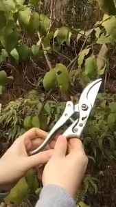 แท้ กรรไกรตัดกิ่ง SK5 แท้ กรรไกรตัดกิ่ง คม ทน ประหยัดแรงงาน กรรไกรตัดกิ่ง กรรไกรทำสวนทำจากเหล็ก SK5 สวนอเนกประสงค์ กรรไกรตัดแต่งกิ่ง เครื่องมือจัดทำสวน กันไกรตัดกิ่ง