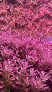 LGA Superior | ALL-IN-ONE Aquariums Liquid Fertilizer