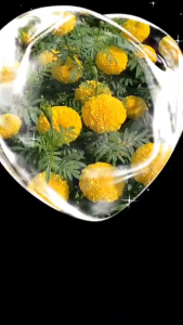 hạt giống hoa vạn thọ vàng cam gói 50 hạt