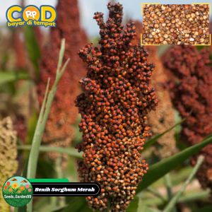 [TERLARIS] BIJI/BENIH TANAMAN SORGUM MERAH BIOGUMA