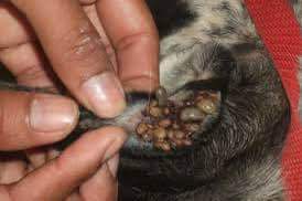 Hỗ trợ Ve Rận Chó An toàn ( bao khỏi)