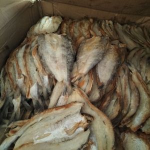 IKAN ASIN BLOSO ATAU IKAN GABUS LAUT ASIN