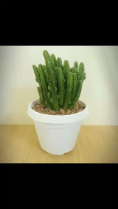 Cây Euphorbia Trigona (xương rồng da voi mini)